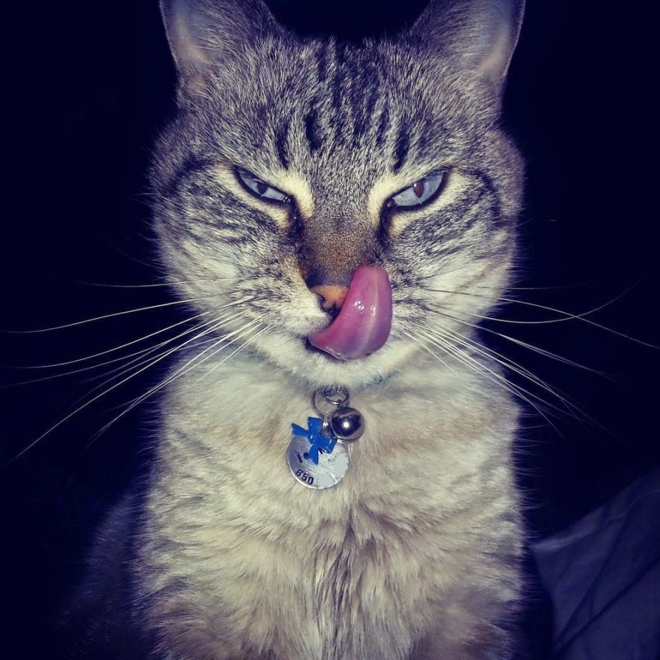 Кот облизывается прикол