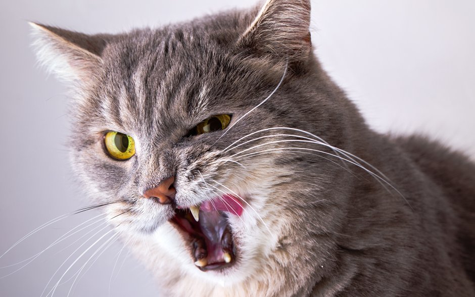 Морда кошки