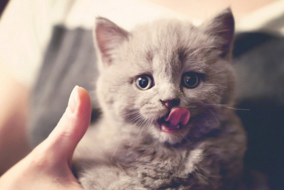 Котенок облизывается