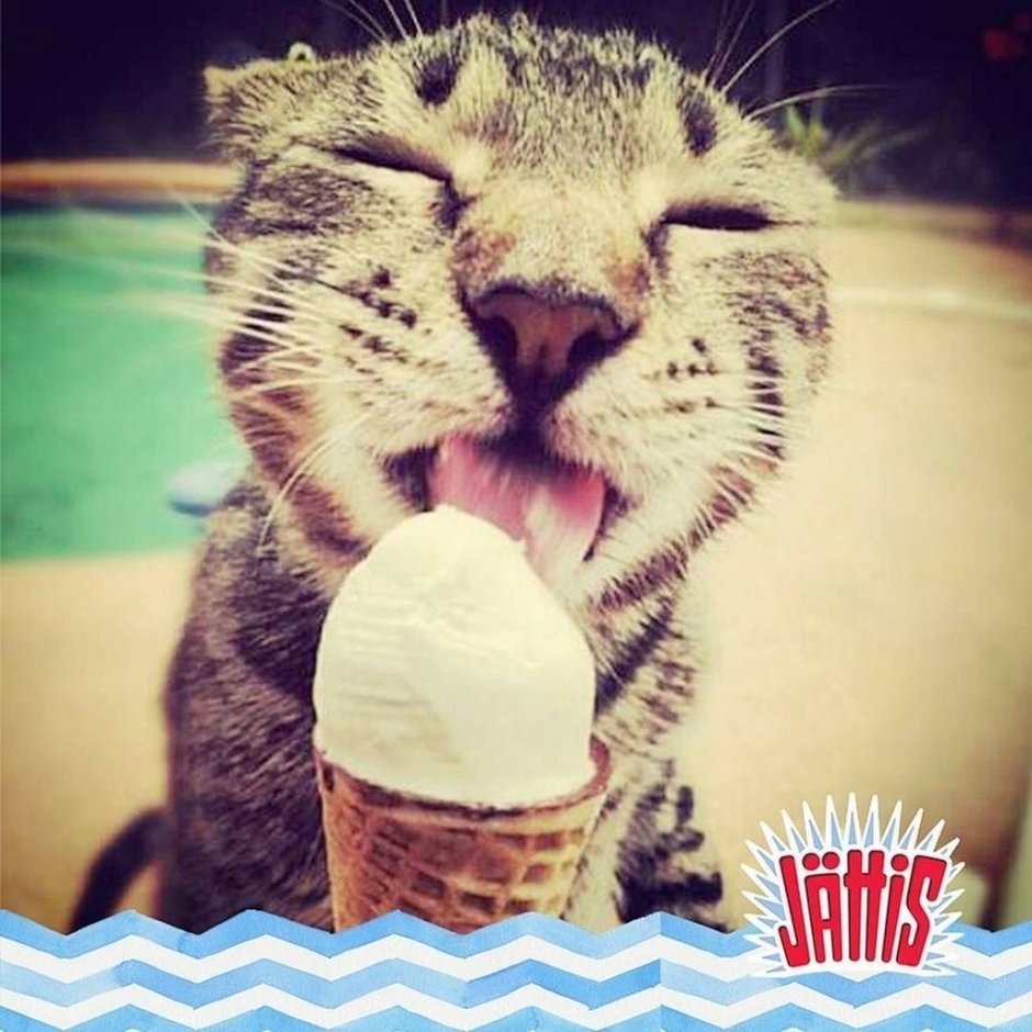 Котик ест мороженое