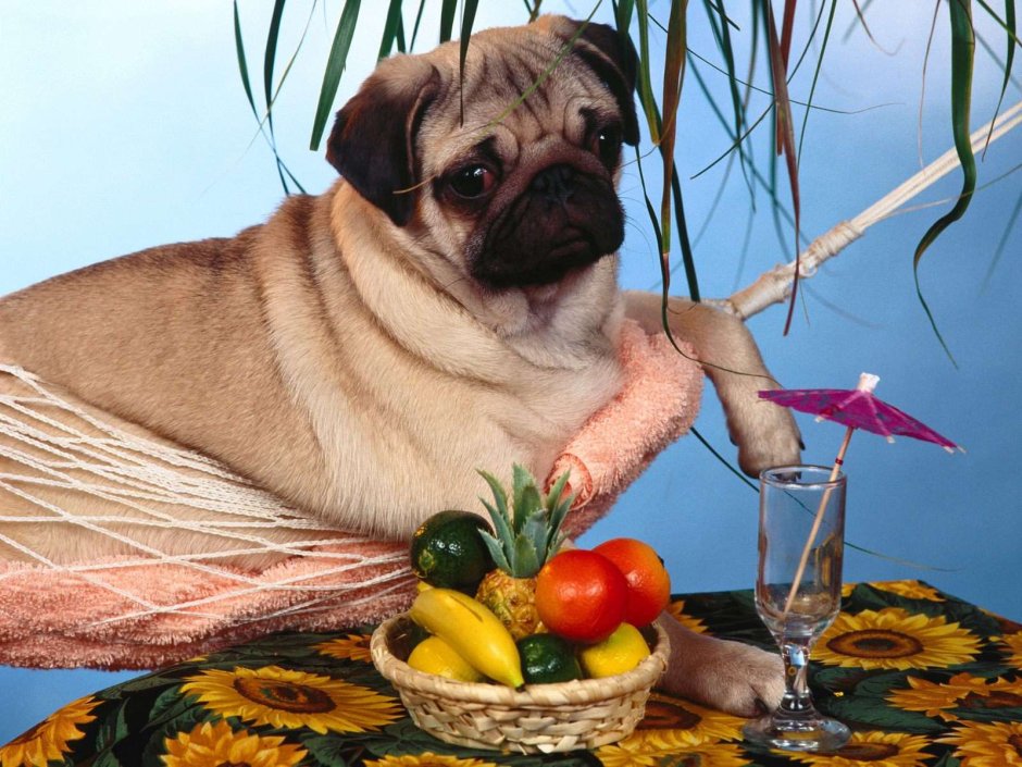 Мопс и цветы