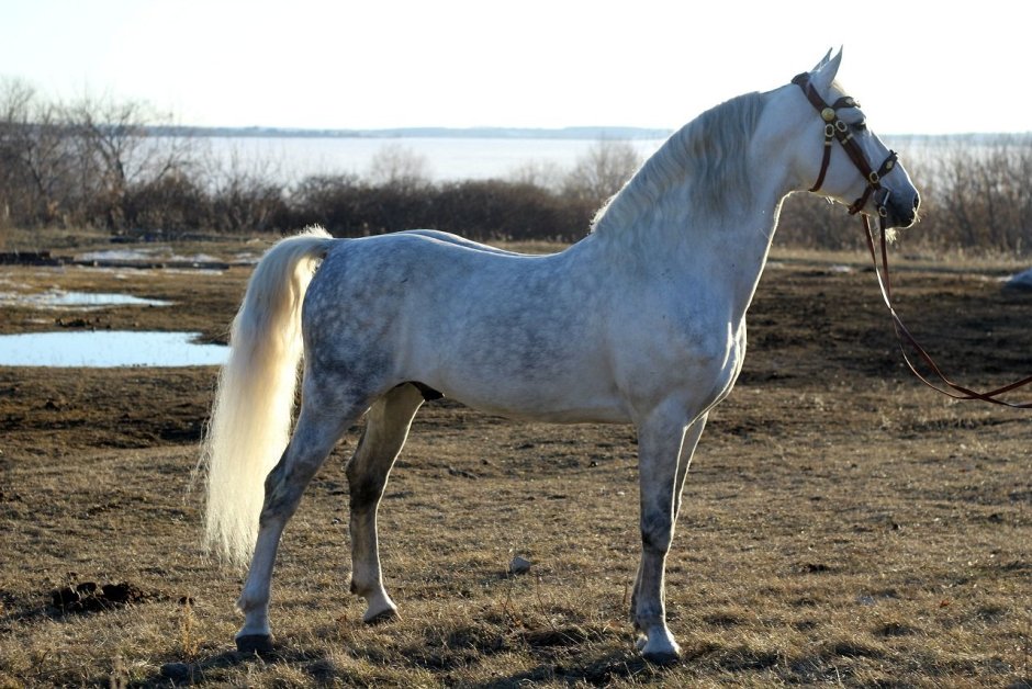 Лошадь породы Орловский рысак