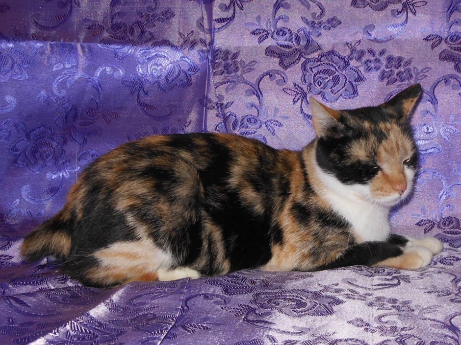Американская короткошерстная кошка трехцветная