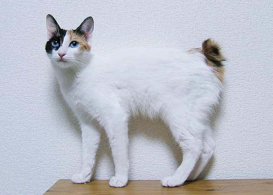 Американская короткошерстная кошка черепаховая
