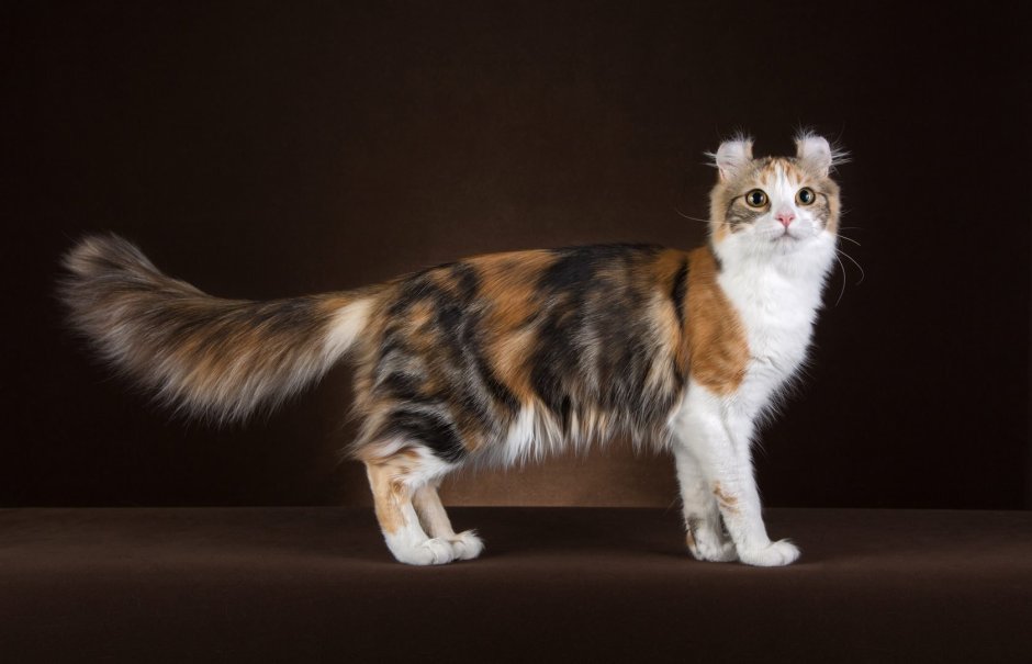 Мэнкс кошка трехшерстная