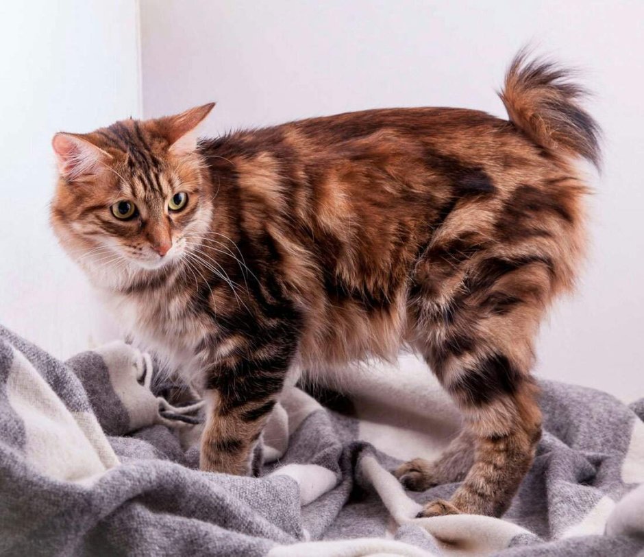 Котики разных пород с названиями