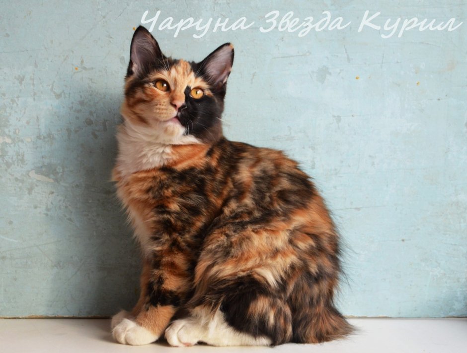 Курильский бобтейл черепаховый