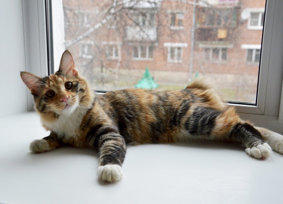 Котята Курильские бобтейлы трехшерстные