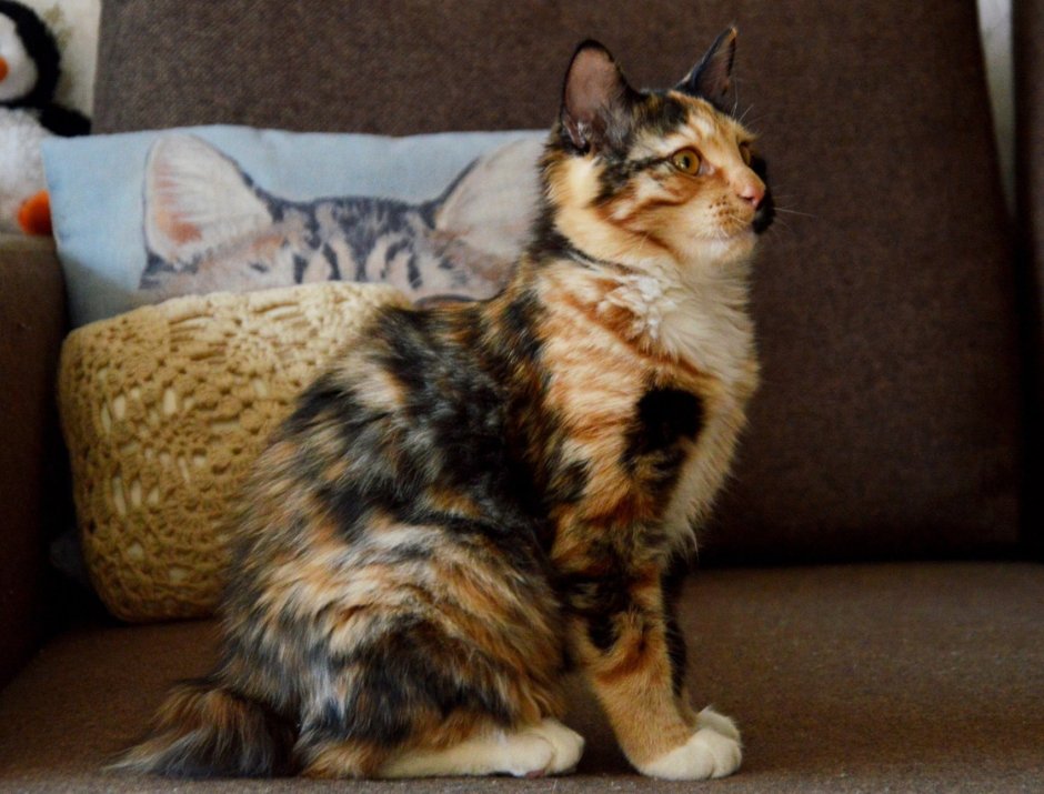 Кошка американский керл