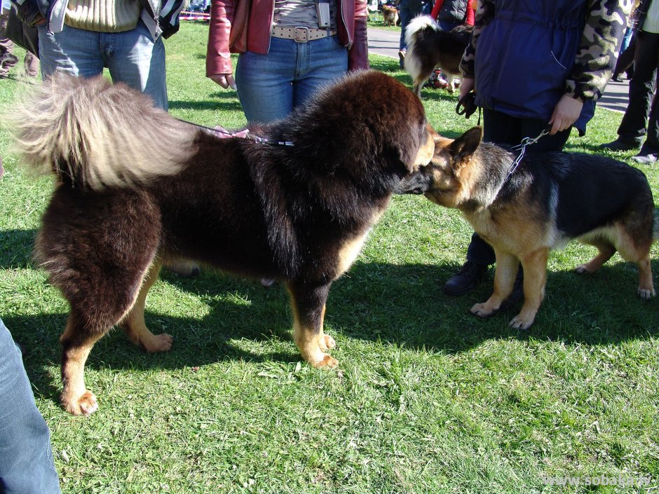Тибетский мастифф и овчарки