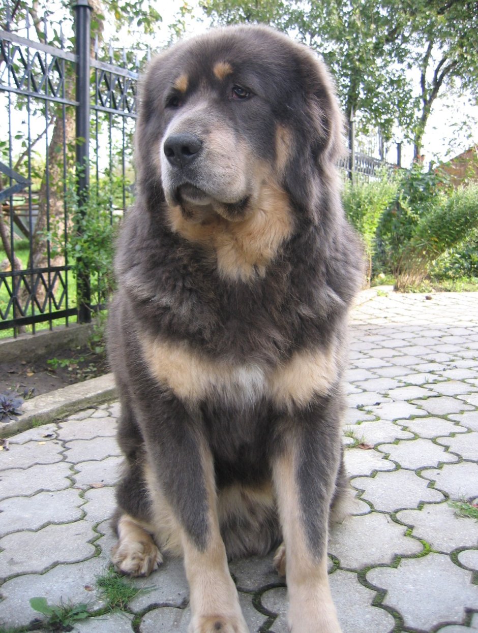 Метис алабай тибетский мастиф