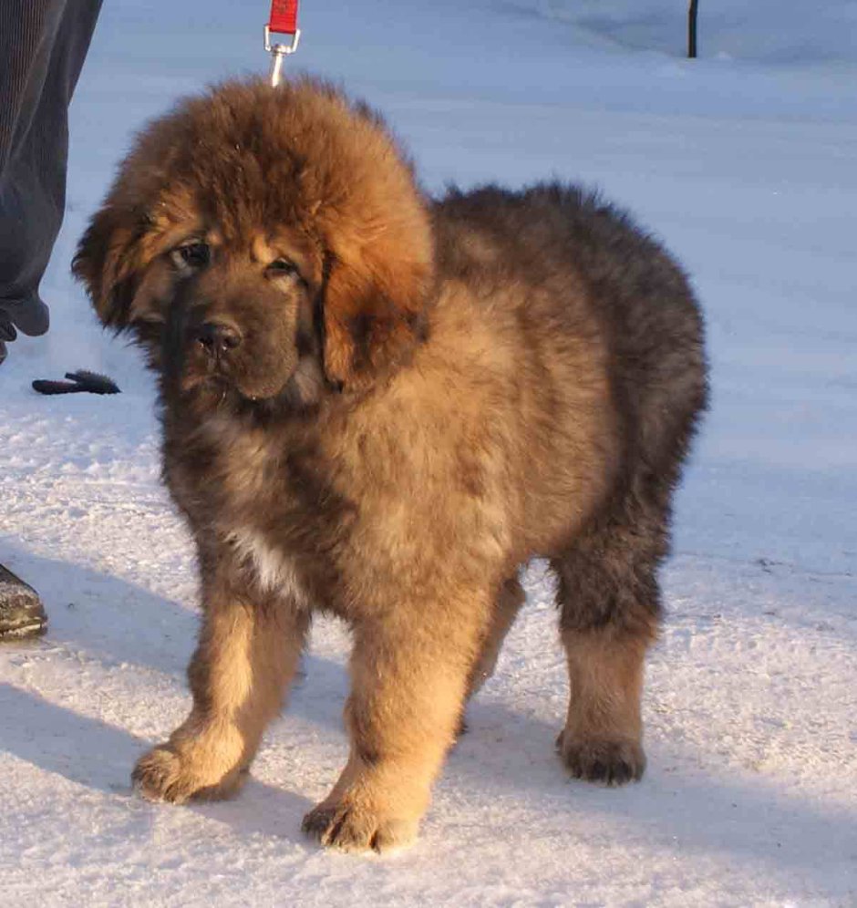 Тибетский мастиф и алабай