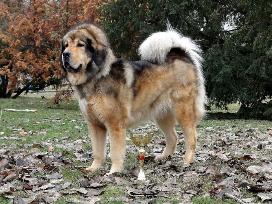 Мастиф и маламут