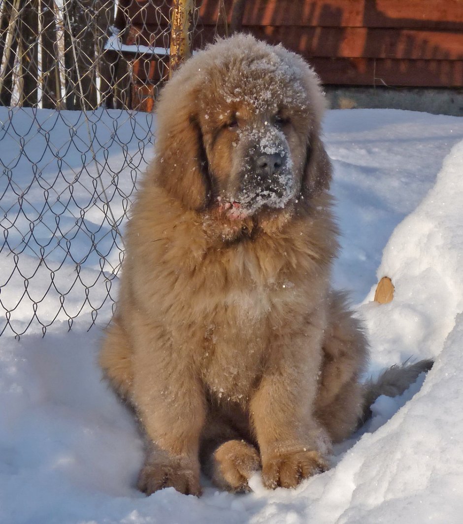 Кавказская овчарка ньюфаундленд собака