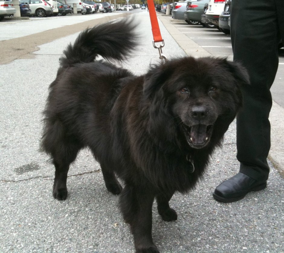 Метис черного чау чау