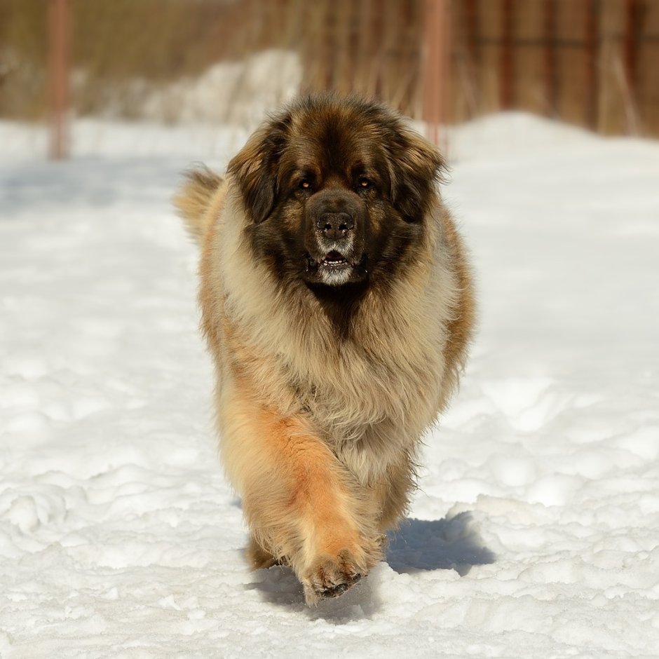 Аборигенная Кавказская овчарка