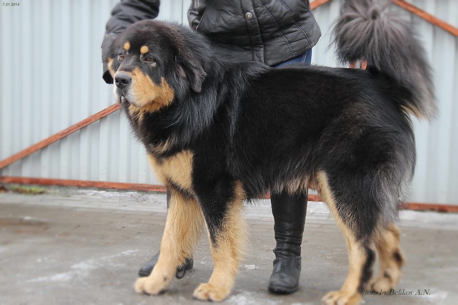 Метис алабая и тибетского мастифа