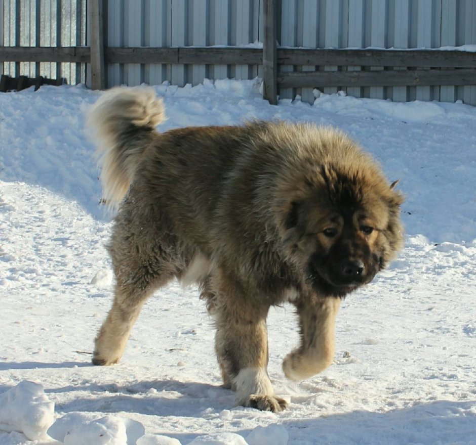 Кавказская овчарка и чау чау