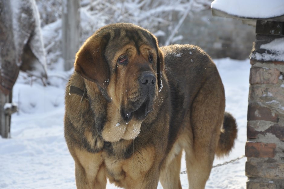 Кавказский мастиф