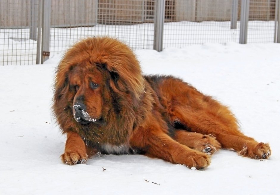 Тибетский мастиф vs Кавказская овчарка