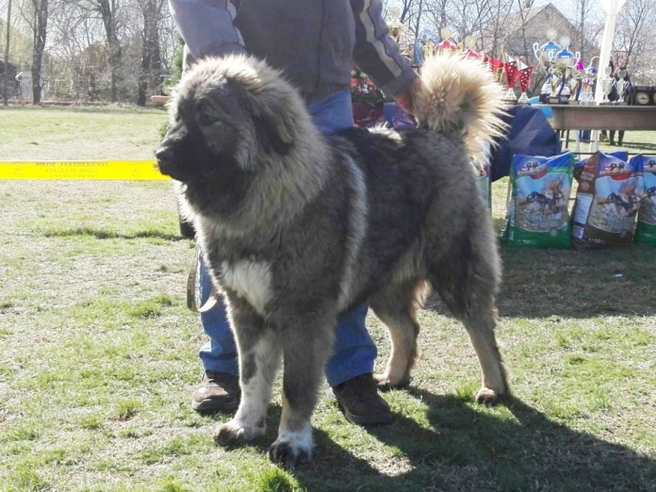 Тибетский мастиф и Кавказская овчарка