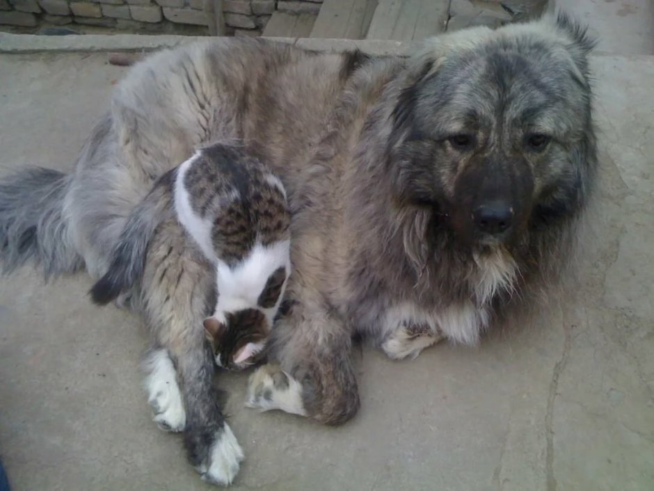 Щенки 1имесяяц тибетского мастифа