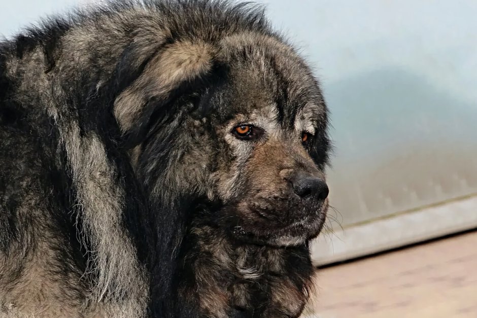 Волкодав овчарка