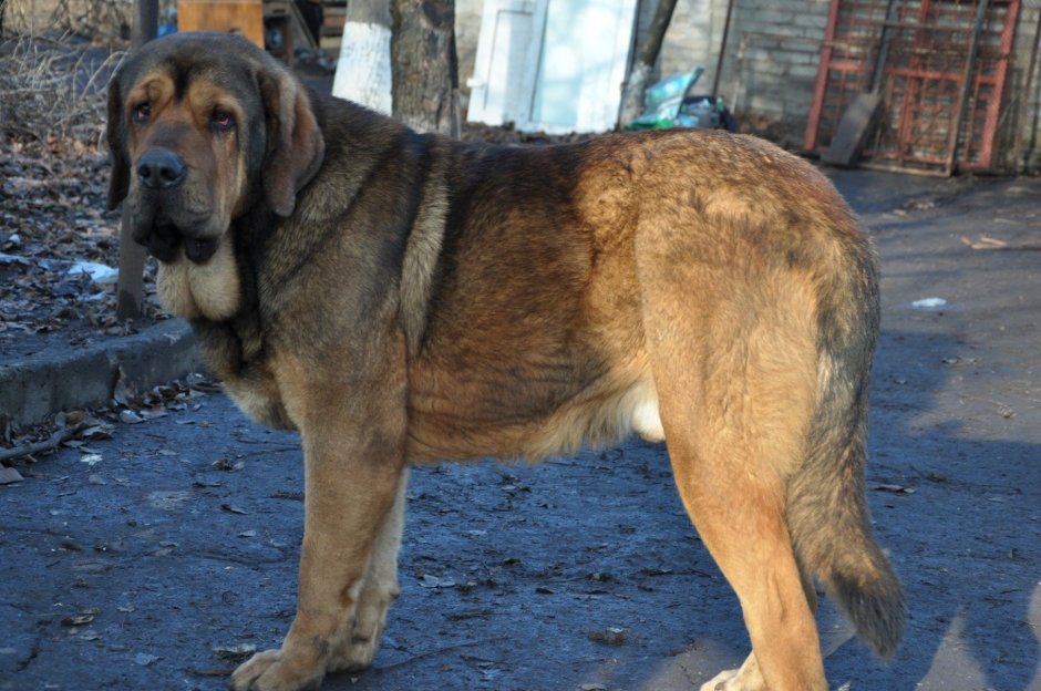 Тибетский мастиф