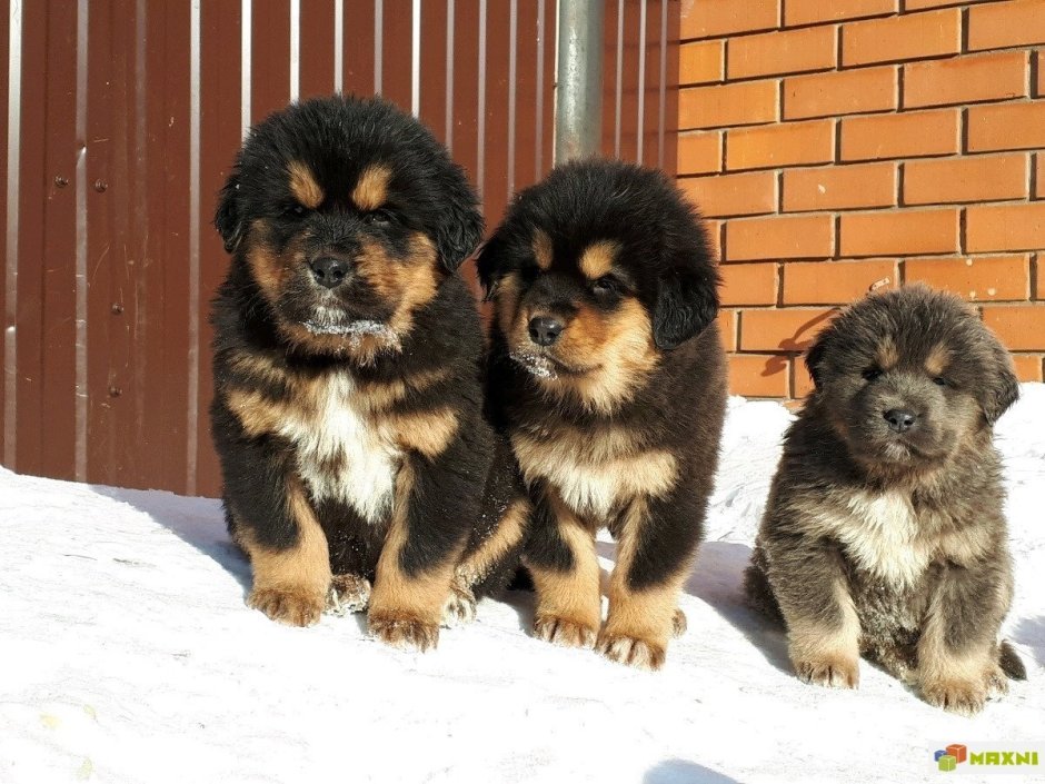 Помесь тибетского мастифа и кавказской овчарки