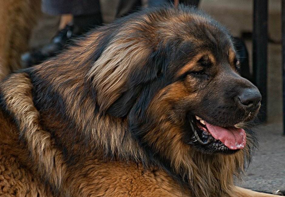 Метис алабая и мастифа