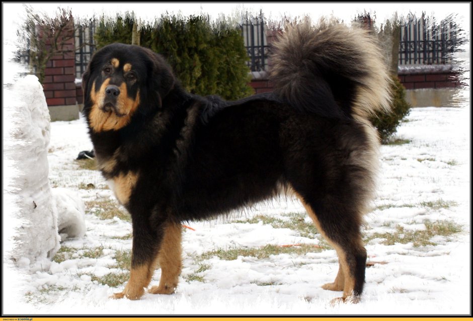 Сторожевые дворняги