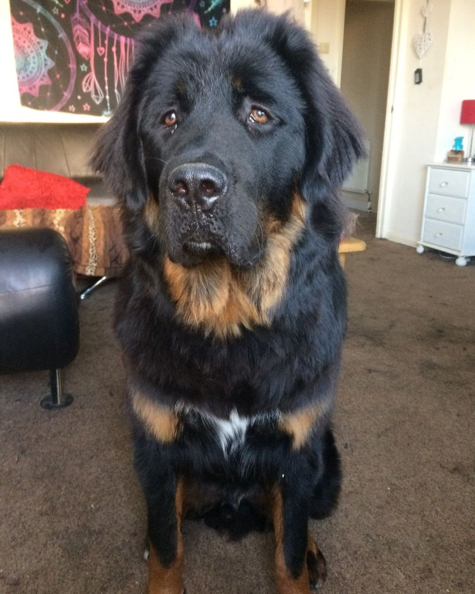 Мастиф волкодав