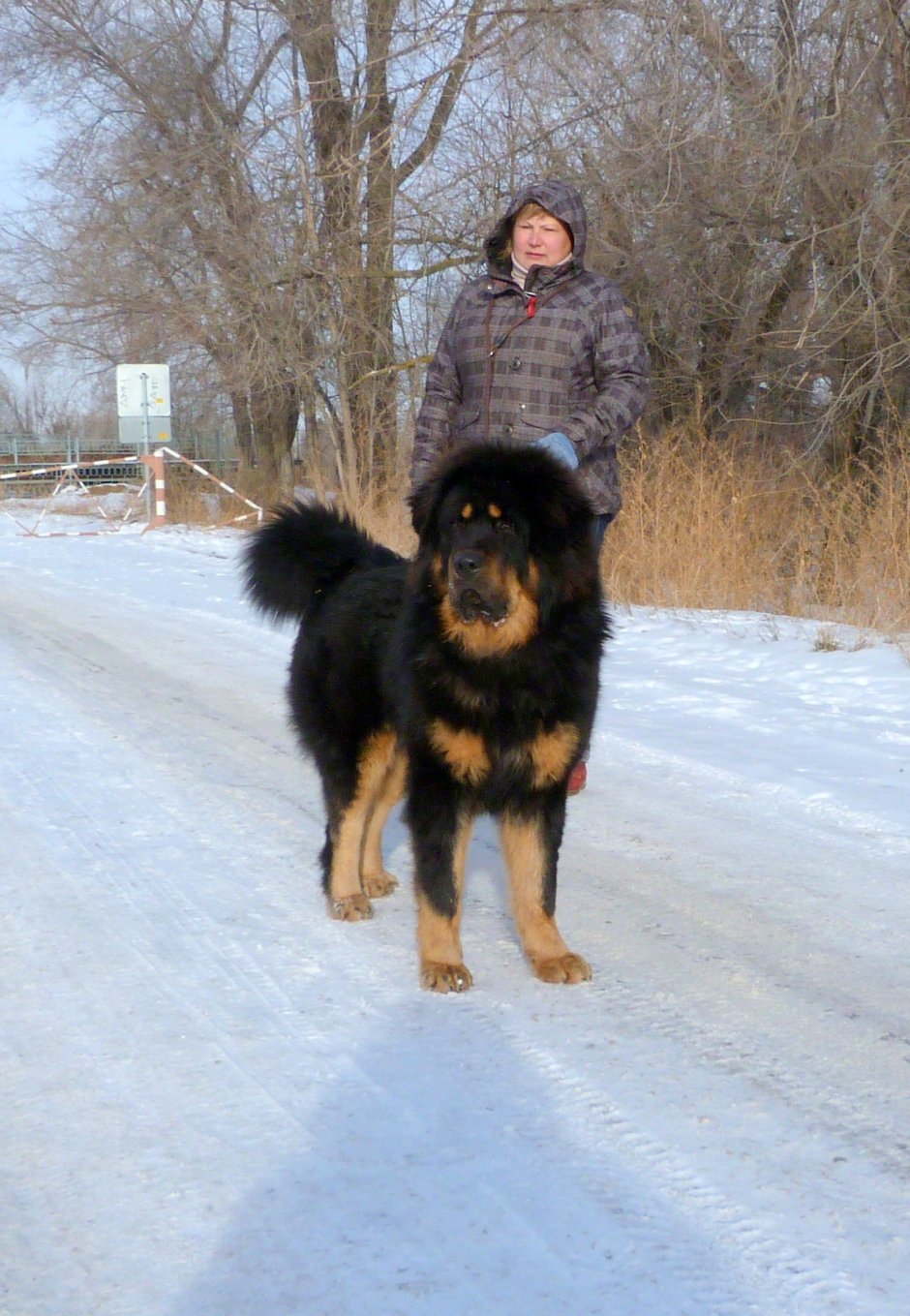 Тибетский цкий Бульмастиф