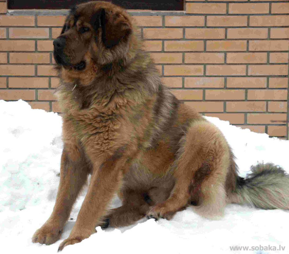 Метис тибетского мастифа