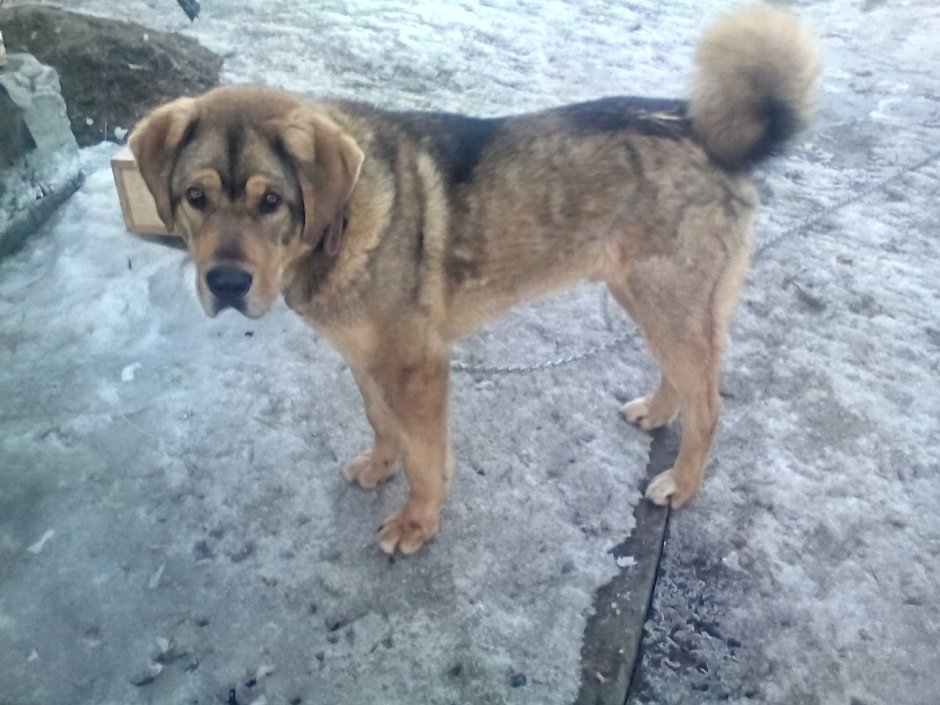 Алабай Корсо Сенбернар