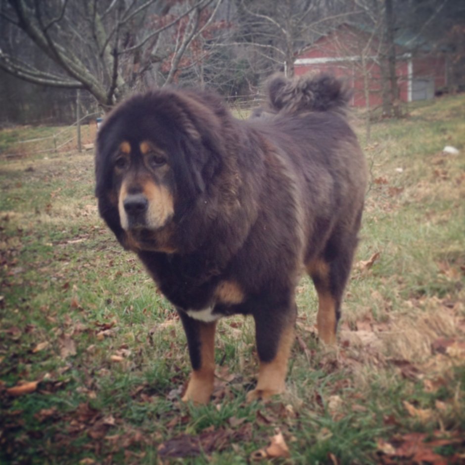 Тибетский мастиф смесь с алабаем