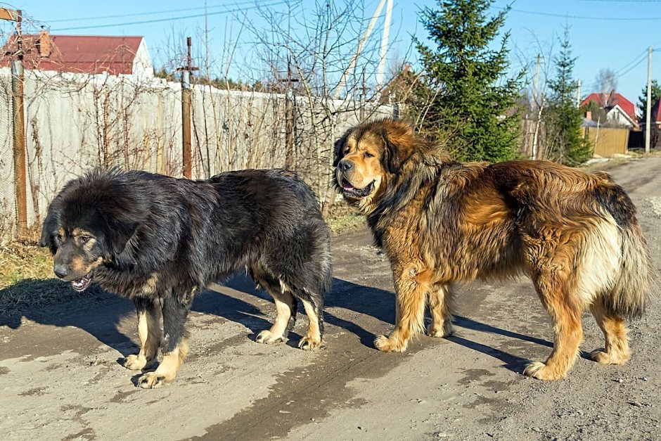 Метис кавказской овчарки и тибетского мастифа