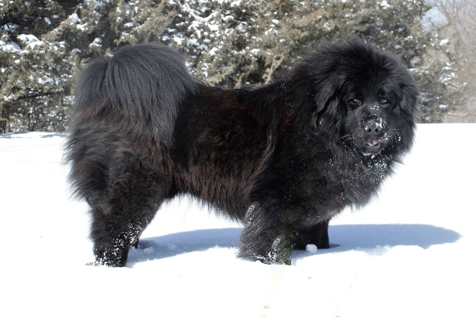 Алабай с лайкой