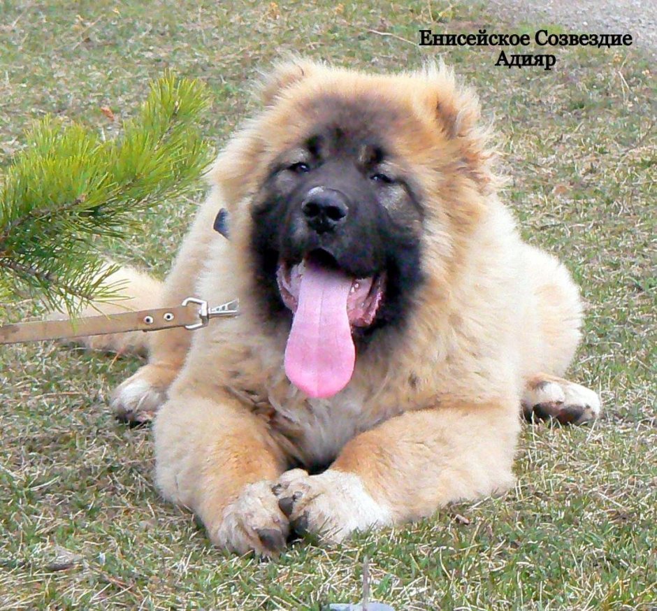 Кавказская овчарка мастиф