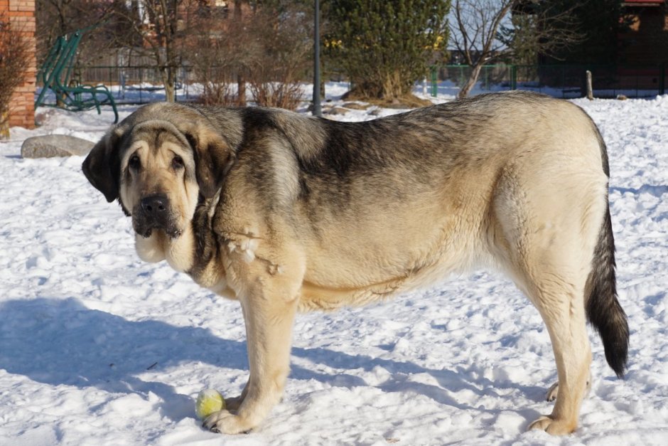 Испанский мастиф алабай смесь