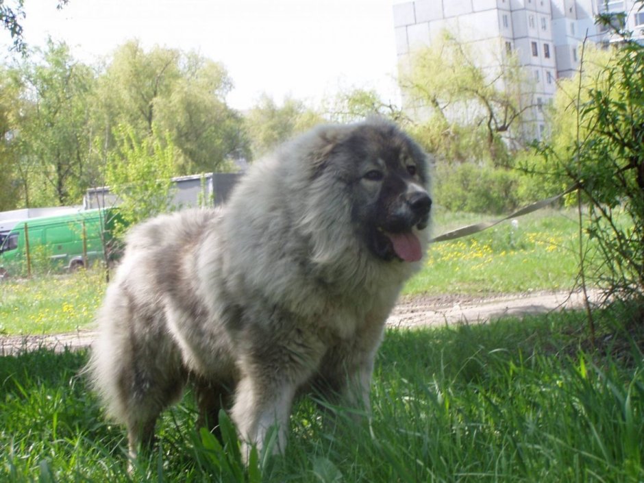 Тибетский мастиф злой