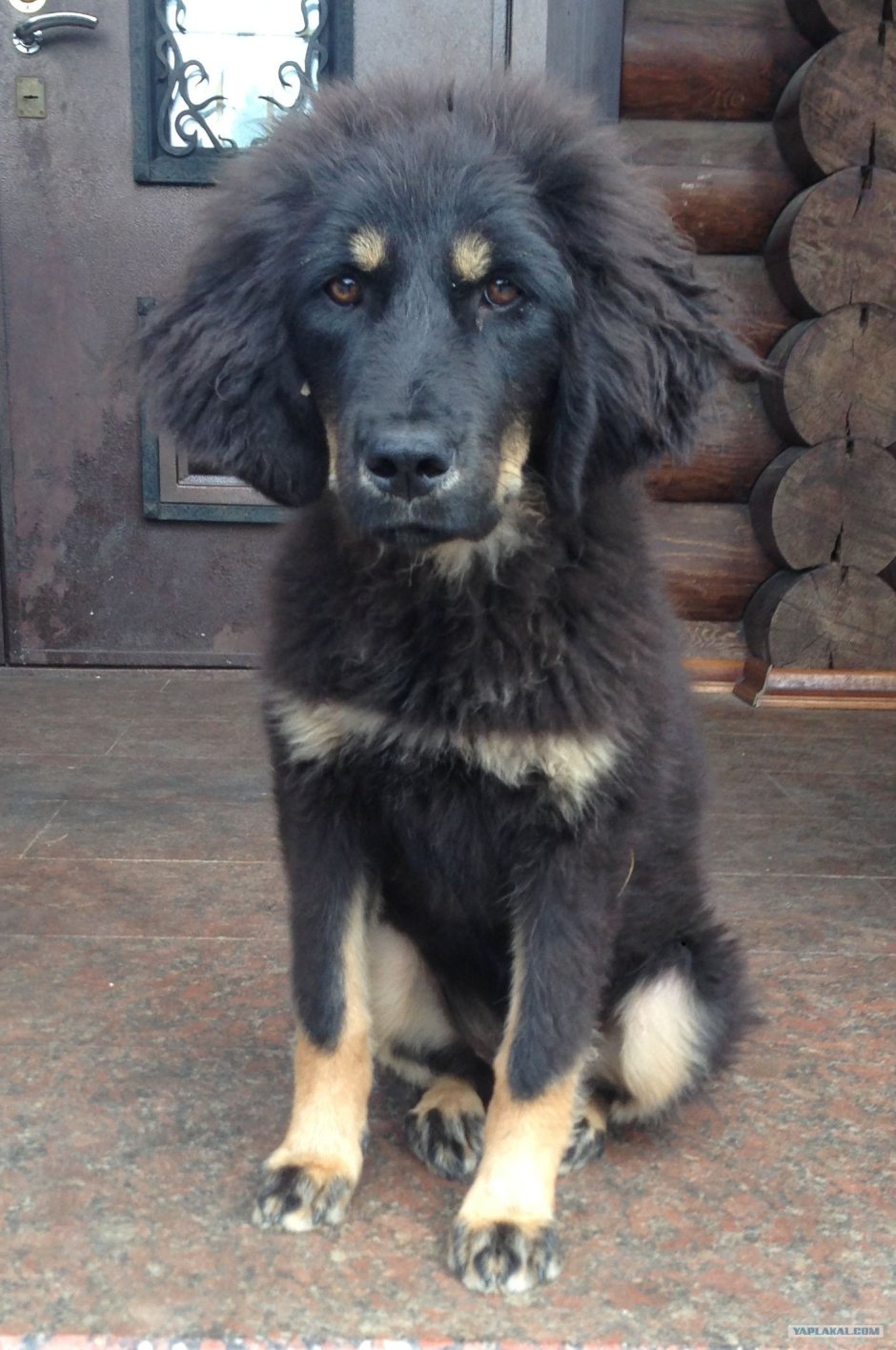 Митисы тебцкого мотива