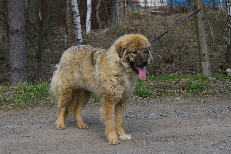 Тибетский мастиф