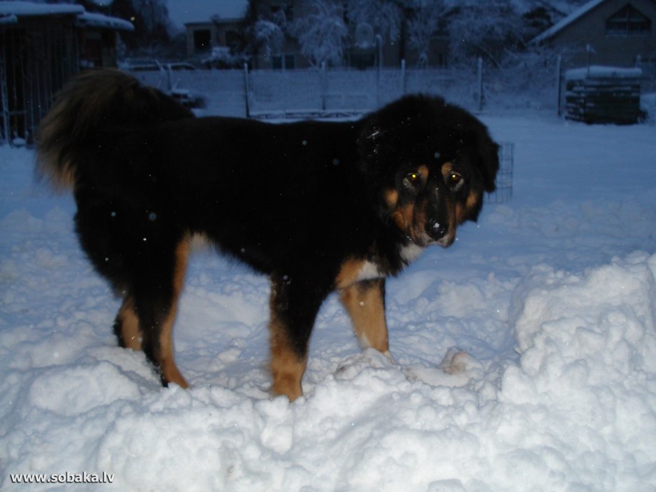 Кавказская овчарка короткошерстная