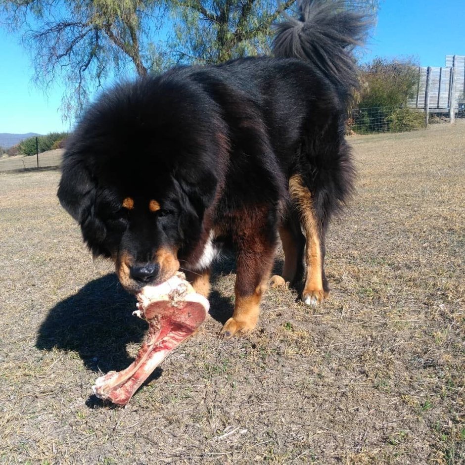 Алабай смесь с мастифом