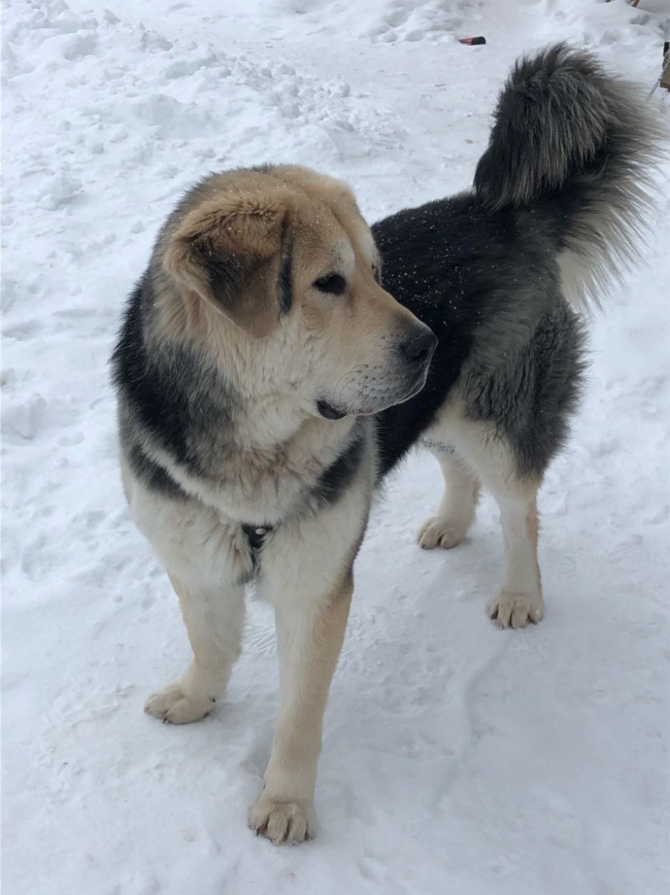 Волкодав собака мастиф