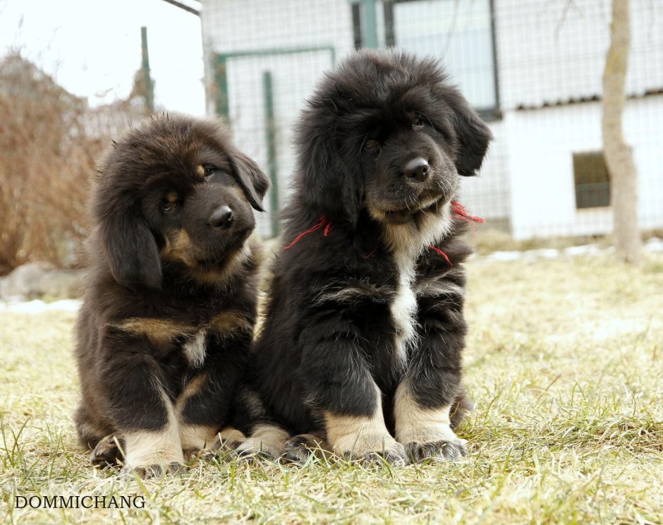 Метис кавказской овчарки и дворняги