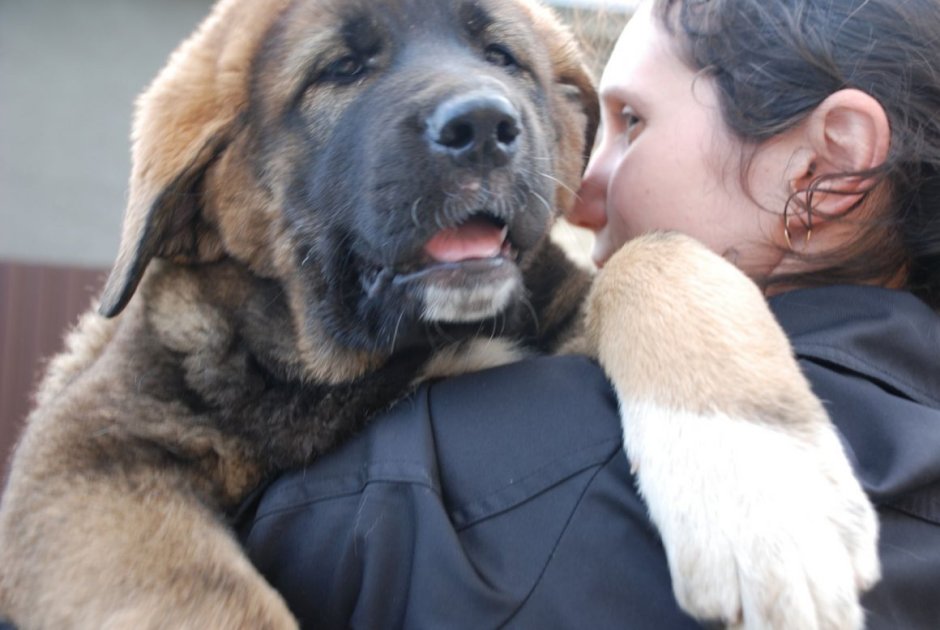 Тибетский мастиф и Кавказская овчарка