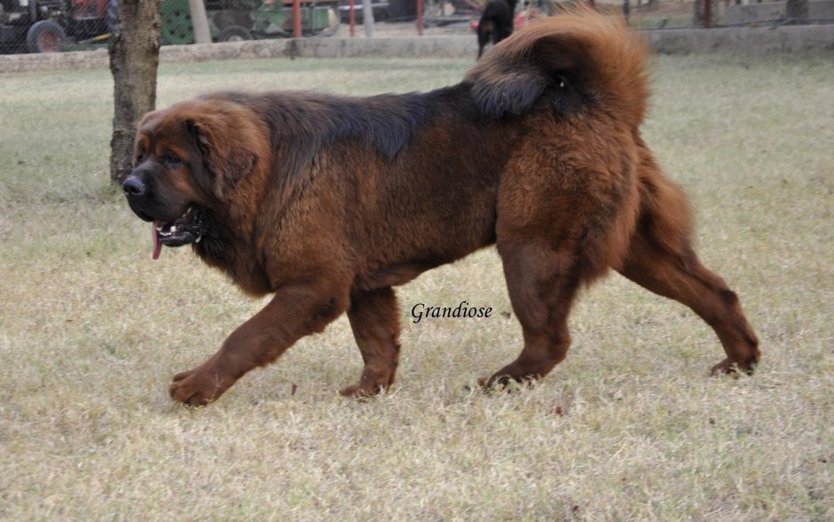 Собака мастиф Кавказская овчарка