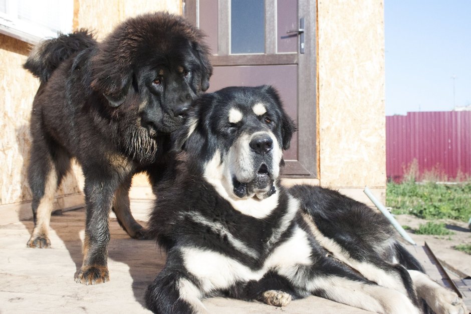 Тибетский мастиф щенок 2 месяца